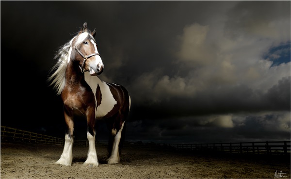 amazing horse photography