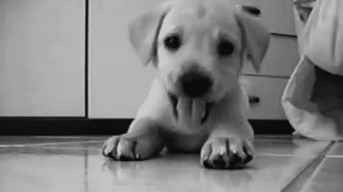 cute puppies gif