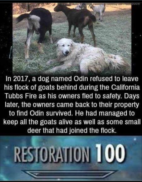 goodest boi - In 2017, a dog named Odin refused to leave his flock of goats behind during the California Tubbs Fire as his owners fled to safety. Days later, the owners came back to their property to find Odin survived. He had managed to keep all the goat
