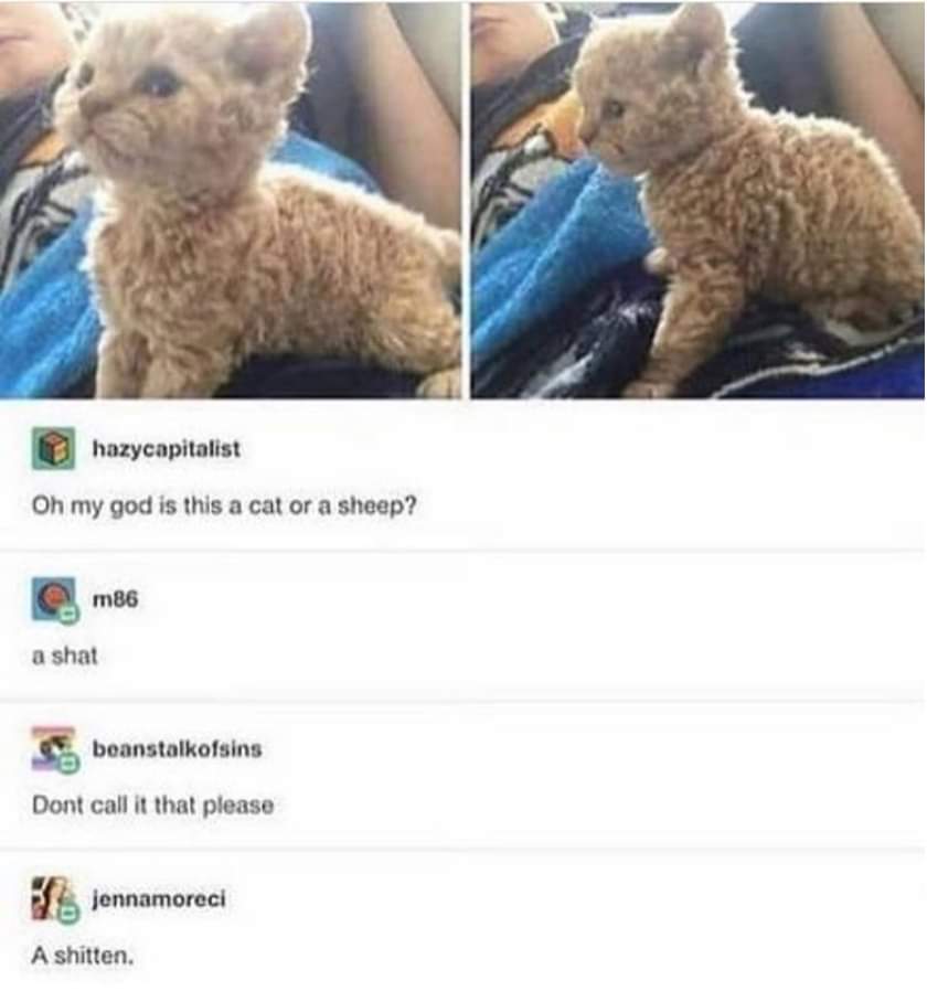 cat or a sheep - hazycapitalist Oh my god is this a cat or a sheep? m86 a shat beanstalkofsins Dont call it that please jennamoreci A shitten.