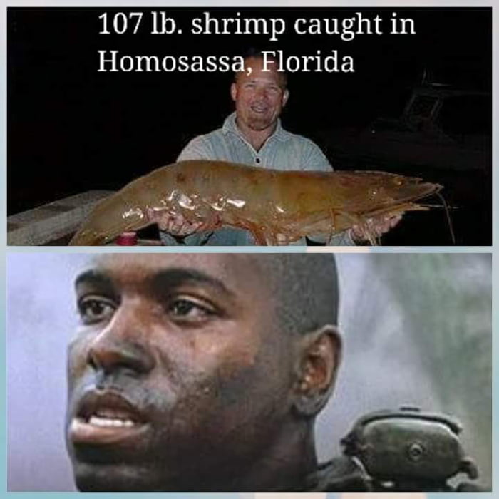 bubba meme - 107 lb. shrimp caught in Homosassa, Florida