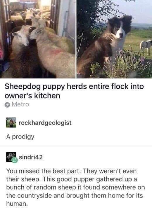 dog herds sheep into kitchen - Sheepdog puppy herds entire flock into owner's kitchen Metro rockhardgeologist A prodigy sindri42 You missed the best part. They weren't even their sheep. This good pupper gathered up a bunch of random sheep it found somewhe