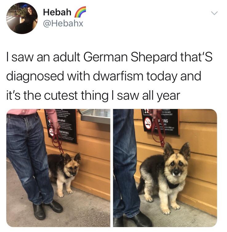 dwarf german shepherd - Hebah I saw an adult German Shepard that's diagnosed with dwarfism today and it's the cutest thing I saw all year Ing Swing