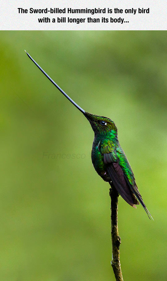 precious bird - The Swordbilled Hummingbird is the only bird with a bill longer than its body... cesco