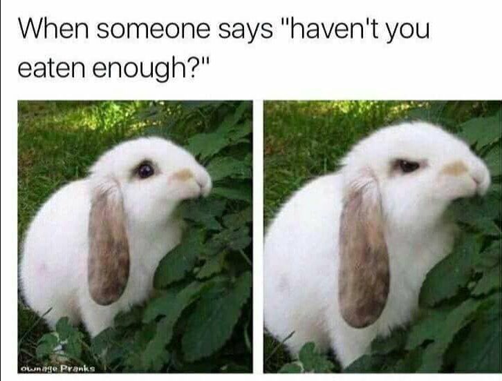 bunny memes - When someone says "haven't you eaten enough?" Ownage Pranks