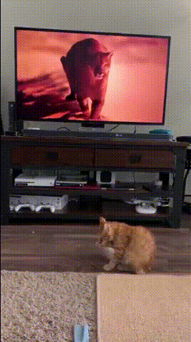 cat tv gif