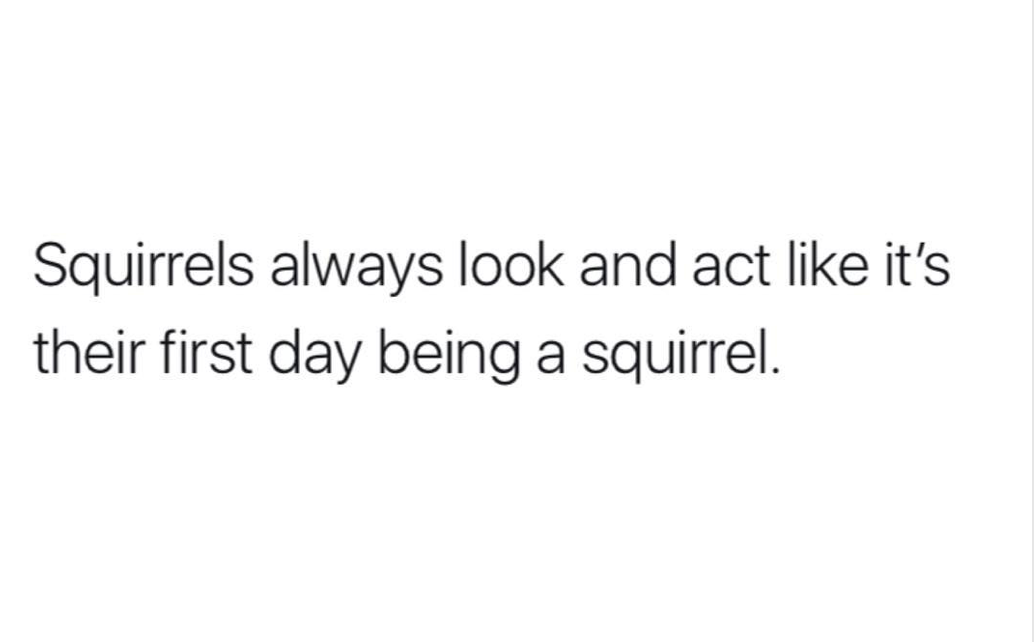 grocery shopping date quotes - Squirrels always look and act it's their first day being a squirrel.