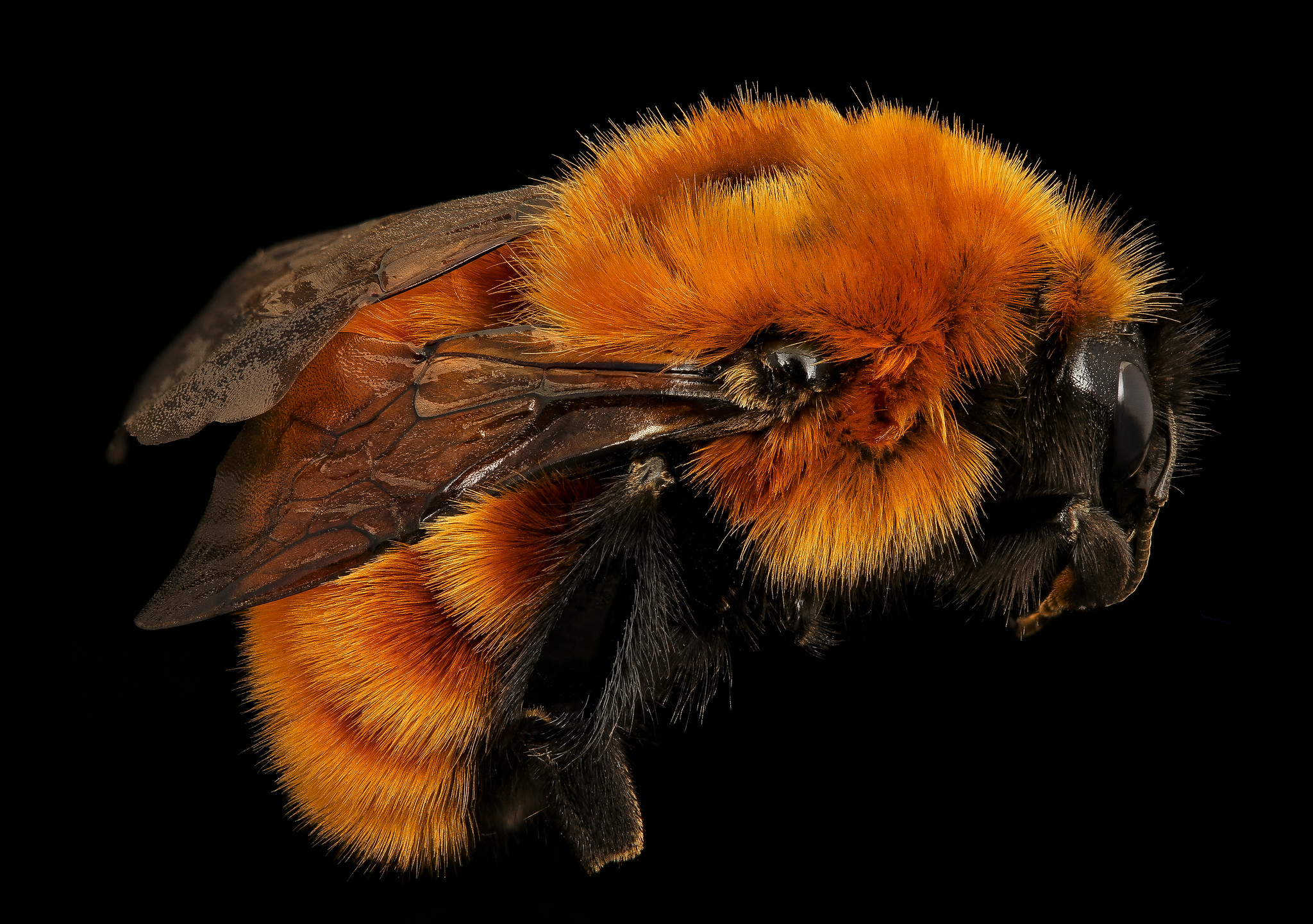 random pics - bright orange bumblebee