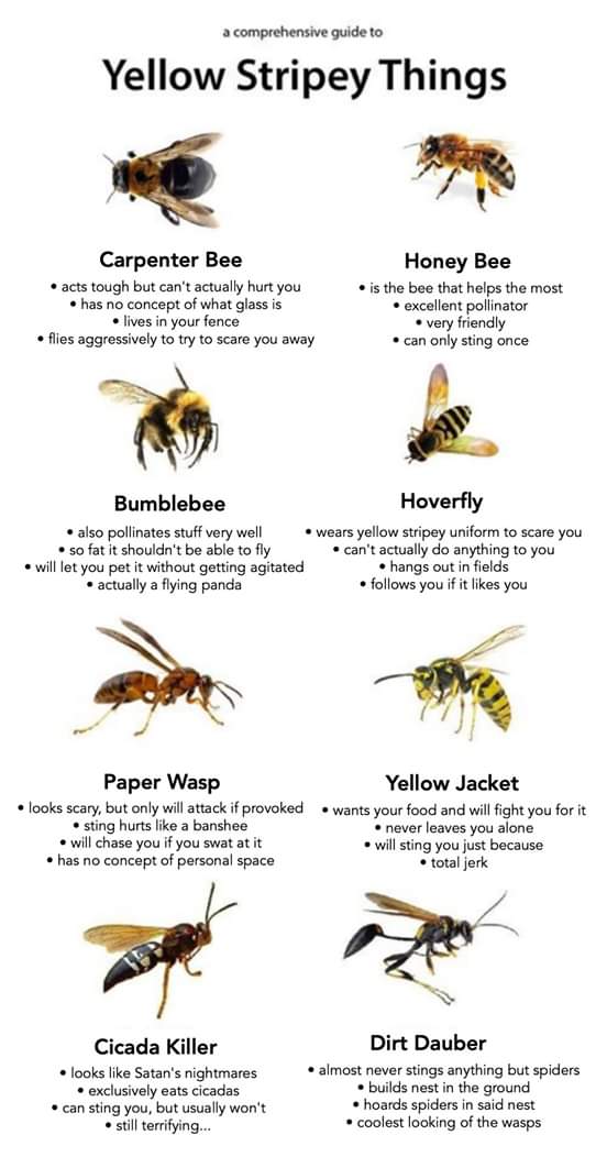 random pics - yellow stripey things - a comprehensive guide to Yellow Stripey Things Carpenter Bee acts tough but can't actually hurt you has no concept of what glass is lives in your fence flies aggressively to try to scare you away Honey Bee is the bee 