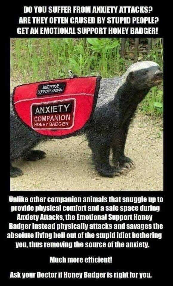 random pics - emotional support honey badger - Do You Suffer From Anxiety Attacks" Are They Often Caused By Stupid People? Get An Emotional Support Honey Badger! Budu Sprontawow Anxiety Companion Honey Badger Un other companion animals that snuggle up to 