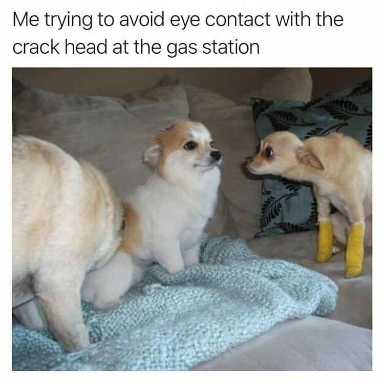 pics and memes - don t look at his legs dog - Me trying to avoid eye contact with the crack head at the gas station