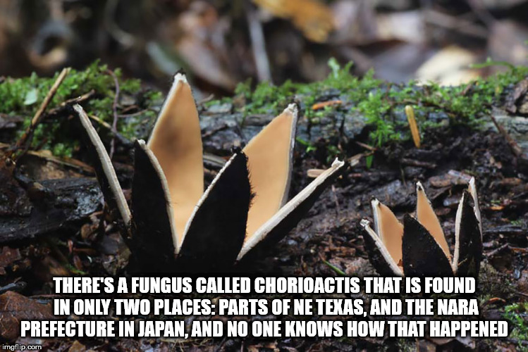 successful black man meme - There'S A Fungus Called Chorioactis That Is Found In Only Two Places Parts Of Ne Texas, And The Nara Prefecture In Japan, And No One Knows How That Happened imgflip.com