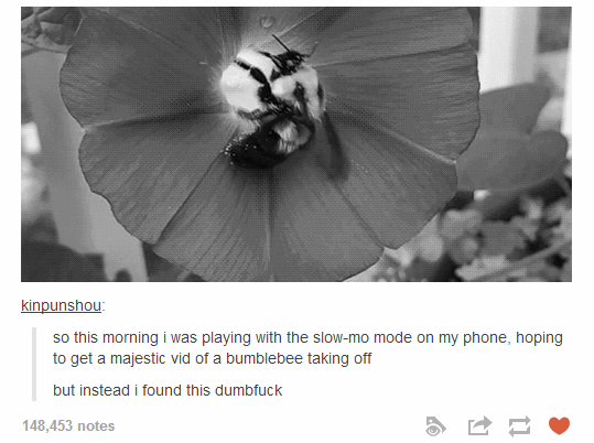 bee falling gif - kinpunshou so this morning i was playing with the slowmo mode on my phone, hoping to get a majestic vid of a bumblebee taking off but instead I found this dumbfuck 148,453 notes