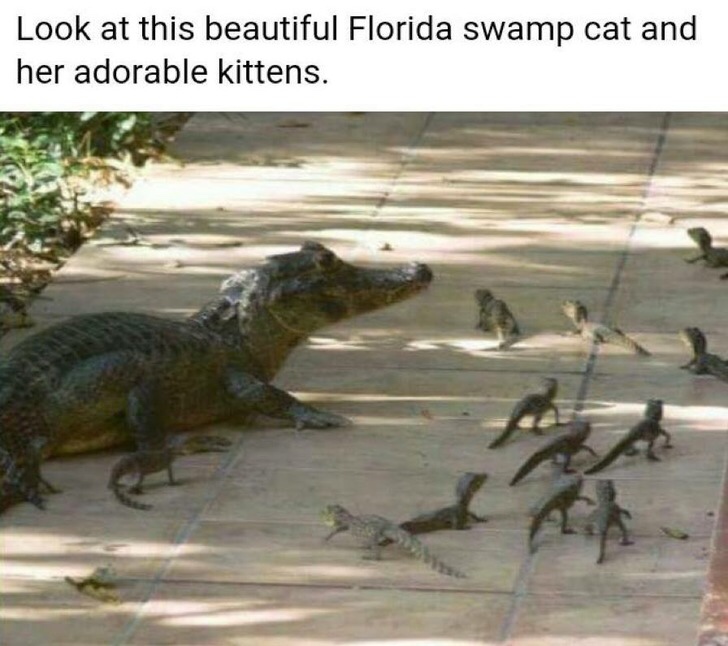 florida swamp cat - Look at this beautiful Florida swamp cat and her adorable kittens.