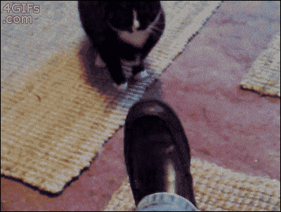 cat with shoes gif - 4 GIFs .com