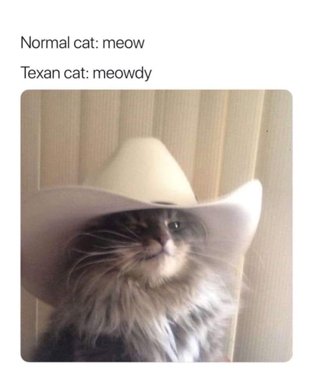texan cat - Normal cat meow Texan cat meowdy