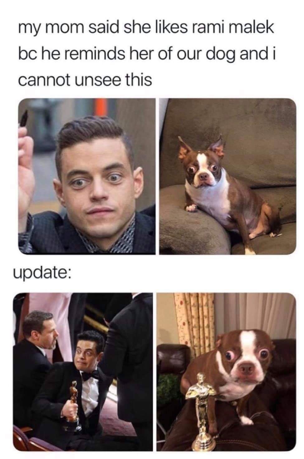 rami malek dog meme - my mom said she rami malek bc he reminds her of our dog and i cannot unsee this update