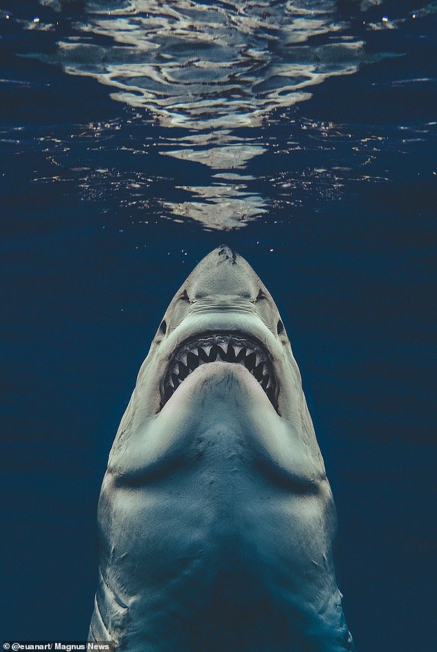 2019 great white shark - Magnus News