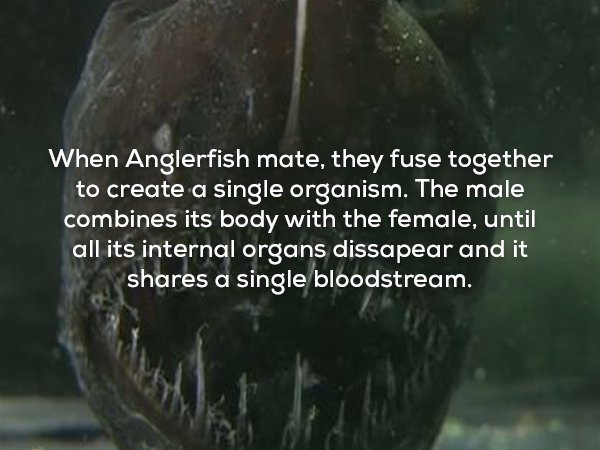 random pics - water resources - When Anglerfish mate, they fuse together to create a single organism. The male combines its body with the female, until all its internal organs dissapear and it a single bloodstream.