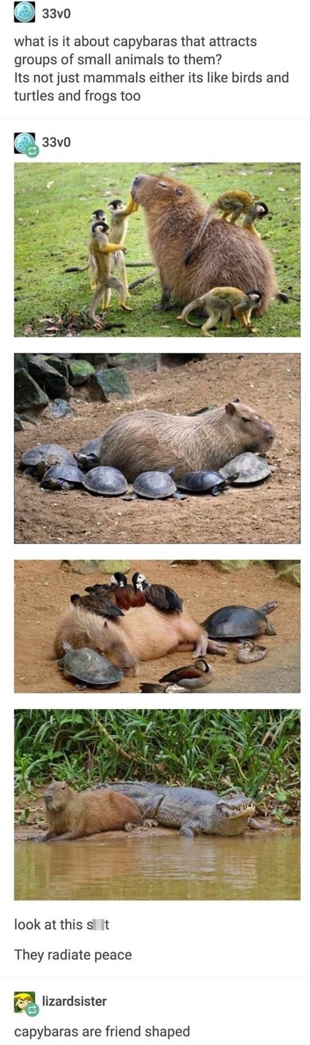random pics - capybara meme - 11 what is about capybarithe acts groups of small as to them? Its not just a mais eftherits birds and lures and frogato 100 look at this They radiane peace capybos we friend shaped