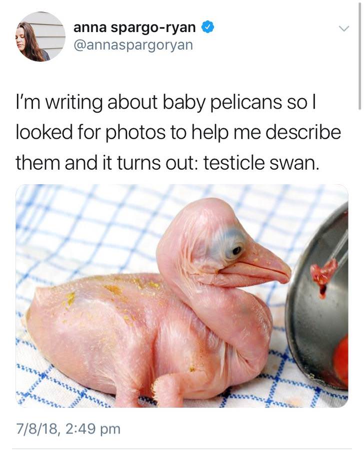 testicle swan - anna spargoryan I'm writing about baby pelicans sol looked for photos to help me describe them and it turns out testicle swan. 7818,