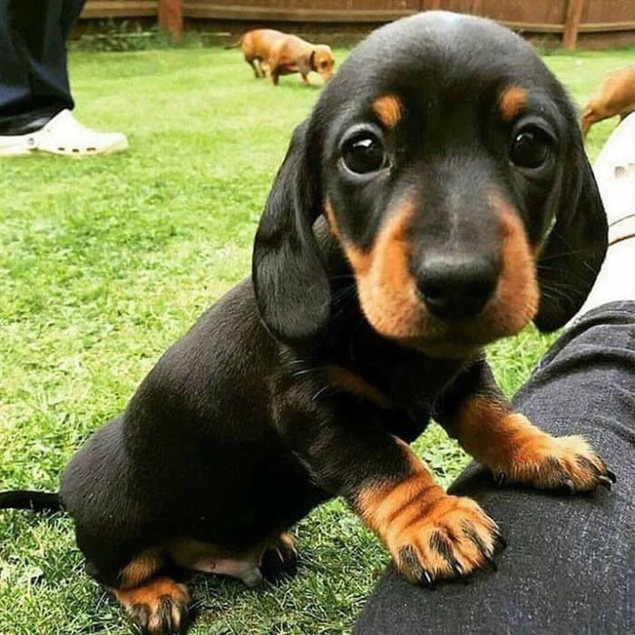 Tiny baby dachshund looking at the camera