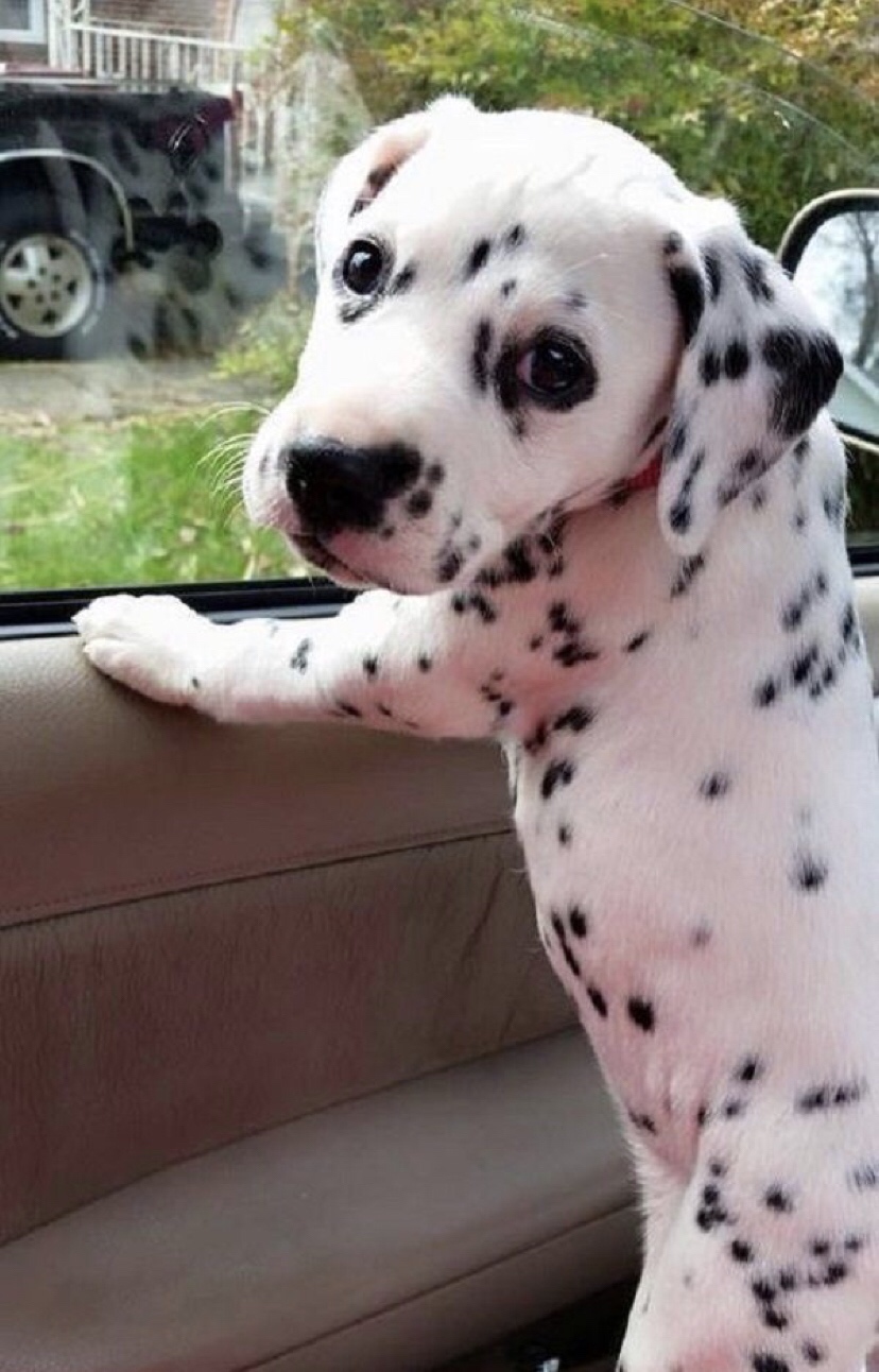 6 week old dalmatian puppy