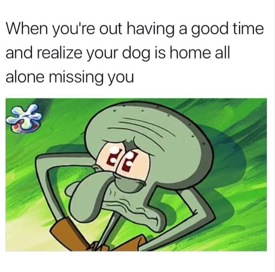 you re out having a good time meme - When you're out having a good time and realize your dog is home all alone missing you