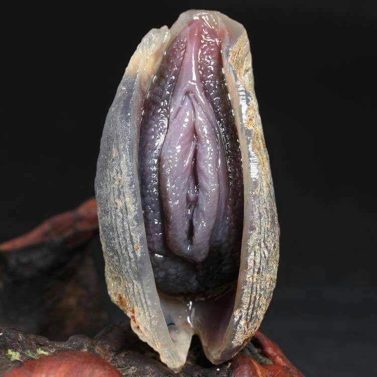 shell looks like vagina