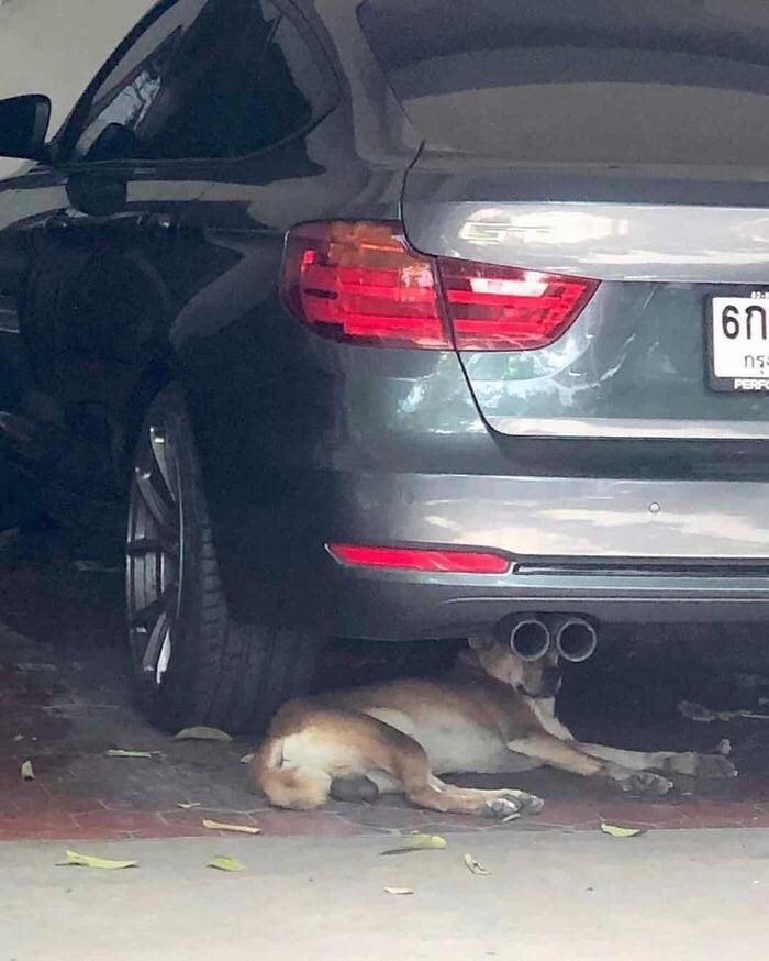 cool picture of dog hiding under a car and the exhaust pipes look like badass steampunk glasses