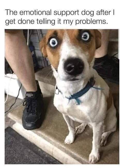 funny meme of Dog - The emotional support dog after | get done telling it my problems.