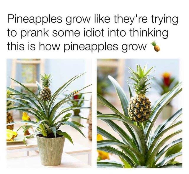 funny meme of pineapple plant in home - Pineapples grow they're trying to prank some idiot into thinking this is how pineapples growt