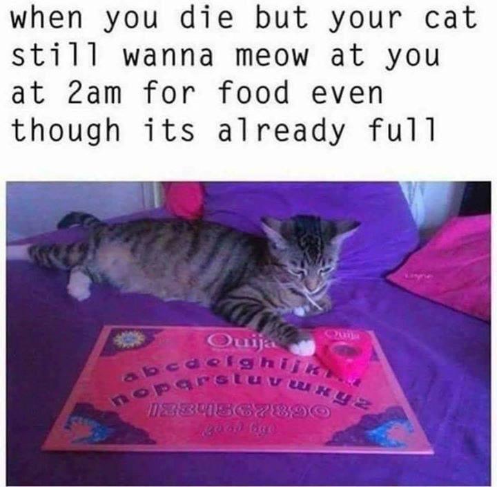 ouija cat - when you die but your cat still wanna meow at you at 2am for food even though its already full Ouija deghi para Veu abc do