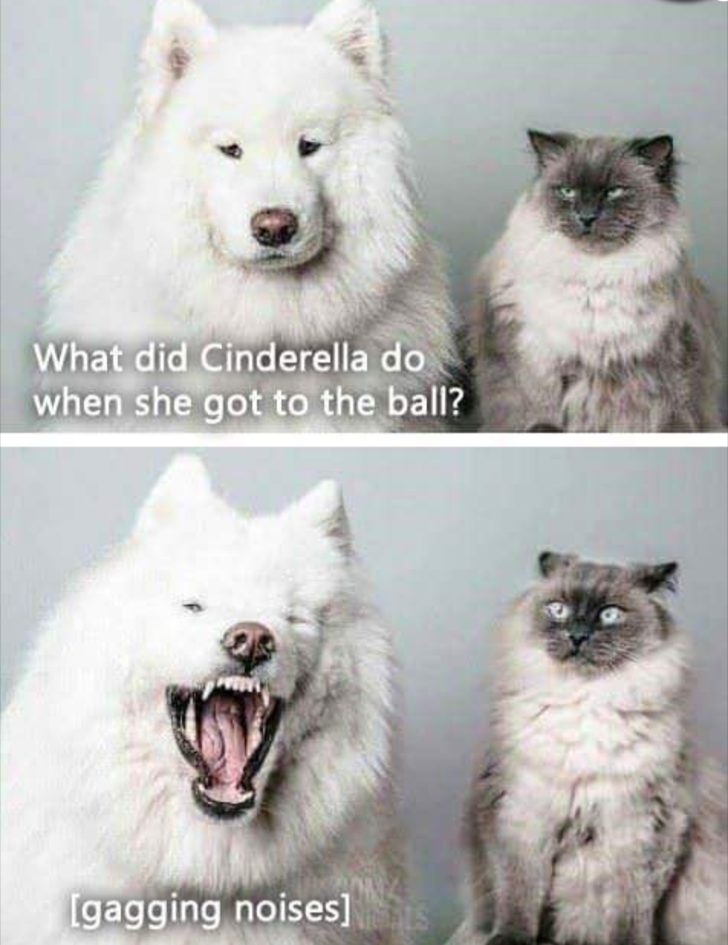 cute funny dog memes - What did Cinderella do when she got to the ball? gagging noises