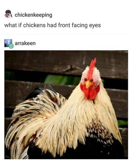 funny memes - if chickens had front facing eyes - chickenkeeping what if chickens had front facing eyes B arrakeen