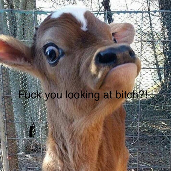 meme of funny calf - Fuck you looking at bitch?!