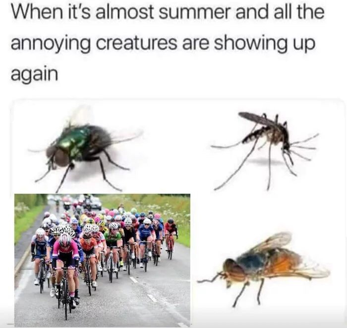 meme of it's almost summer and all the annoying creatures are showing up again - When it's almost summer and all the annoying creatures are showing up again