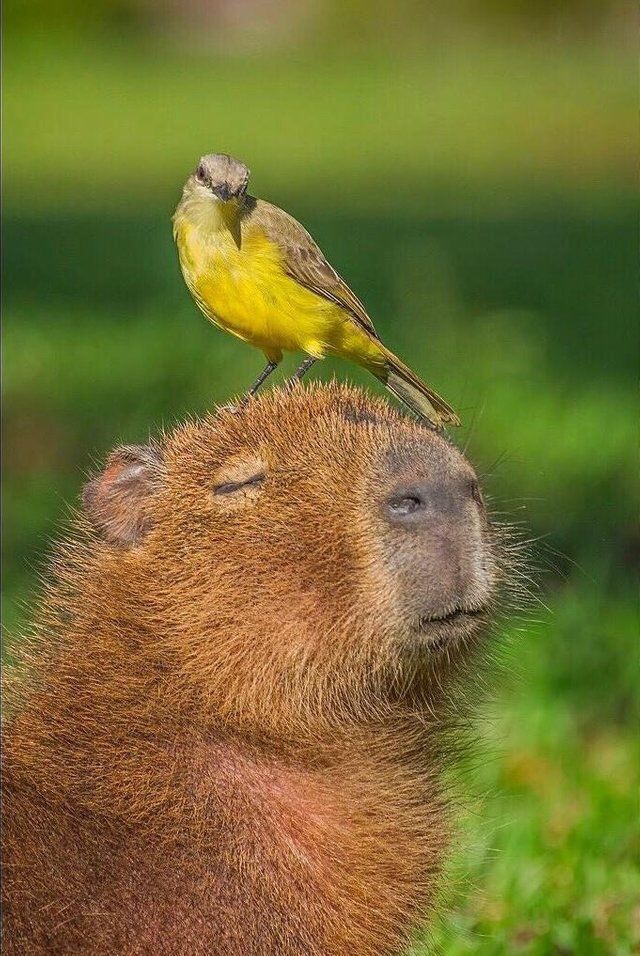 meme of animals sitting on capybara