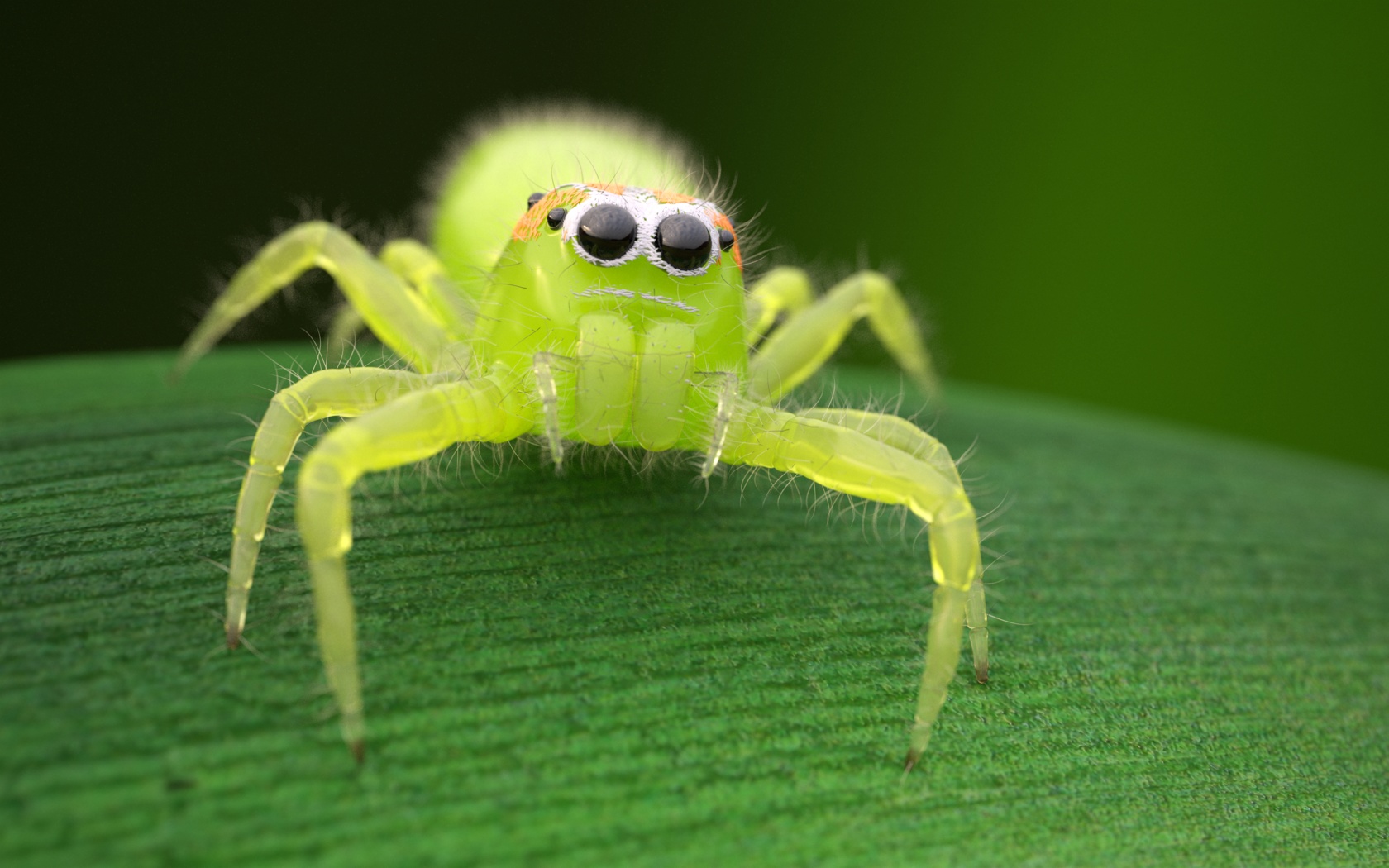 random pics - green jumping spider - 1.