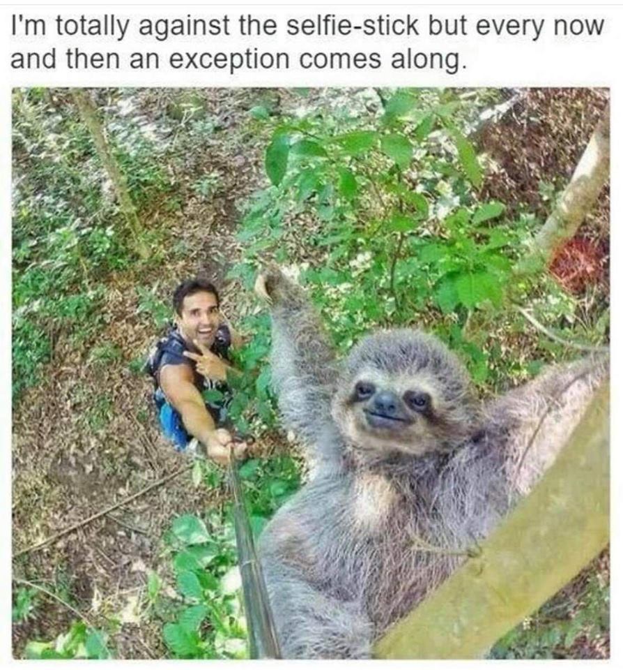 sloth selfie - I'm totally against the selfie stick but every now and then an exception comes along.