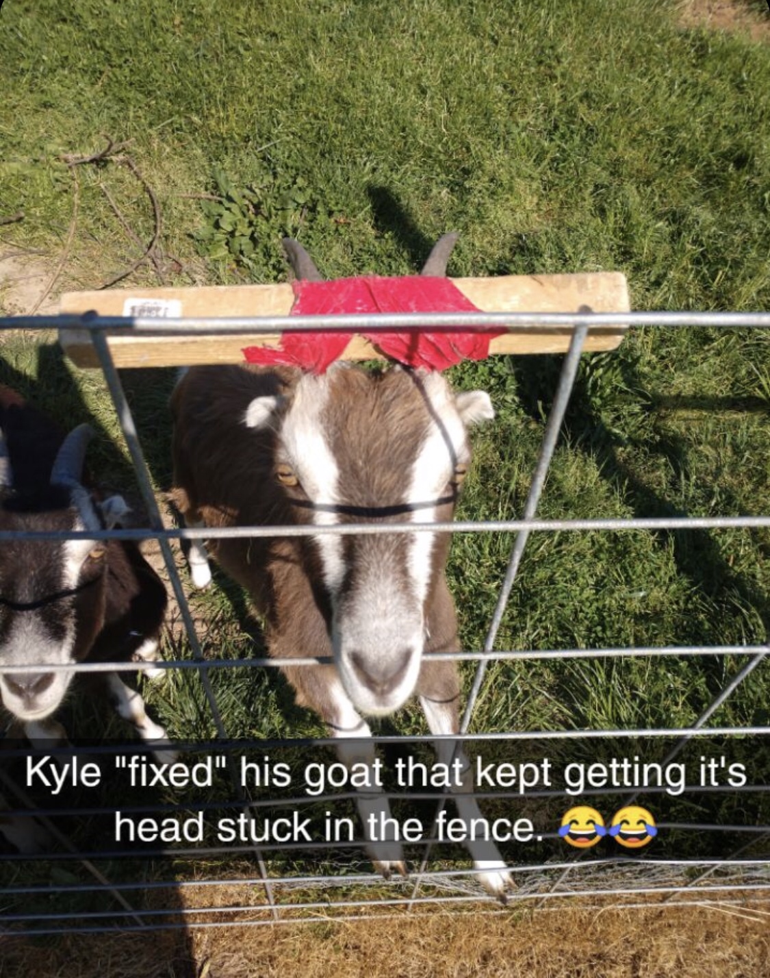 pack animal - Kyle "fixed" his goat that kept getting it's head stuck in the fence. Se
