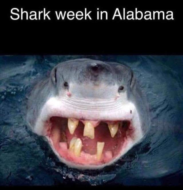 random memes - meme of funny shark - Shark week in Alabama