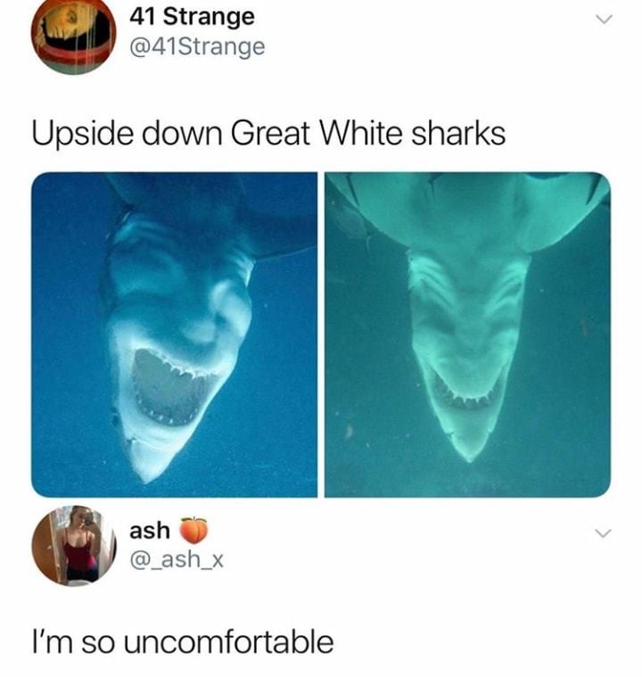 random memes - meme of Meme - 41 Strange Upside down Great White sharks ash I'm so uncomfortable