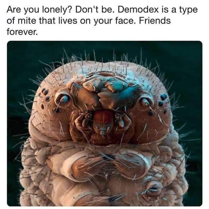 pics and memes - demodex  meme - Are you lonely? Don't be. Demodex is a type of mite that lives on your face. Friends forever.