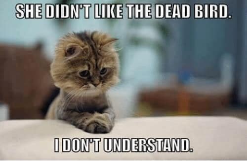 random pics - funny cat memes - She Didn'T The Dead Bird. I Dont Understand.