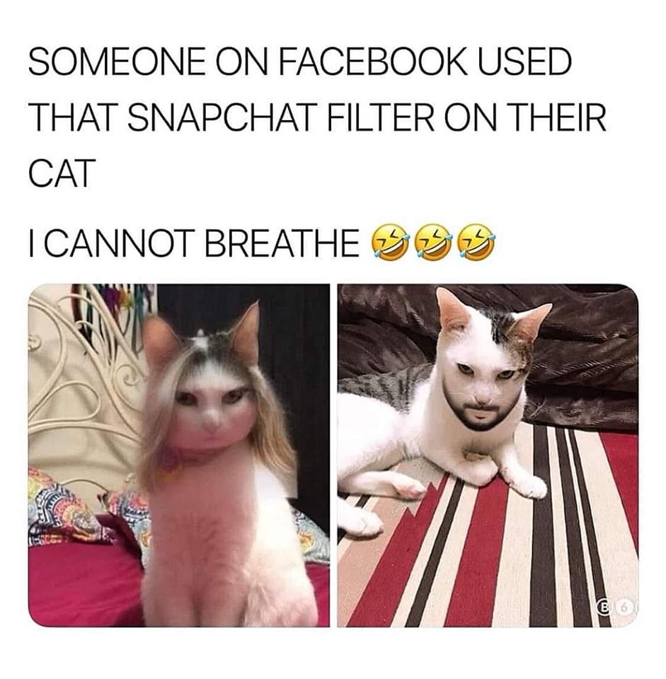 Humour - Someone On Facebook Used That Snapchat Filter On Their Cat I Cannot Breathe Sss