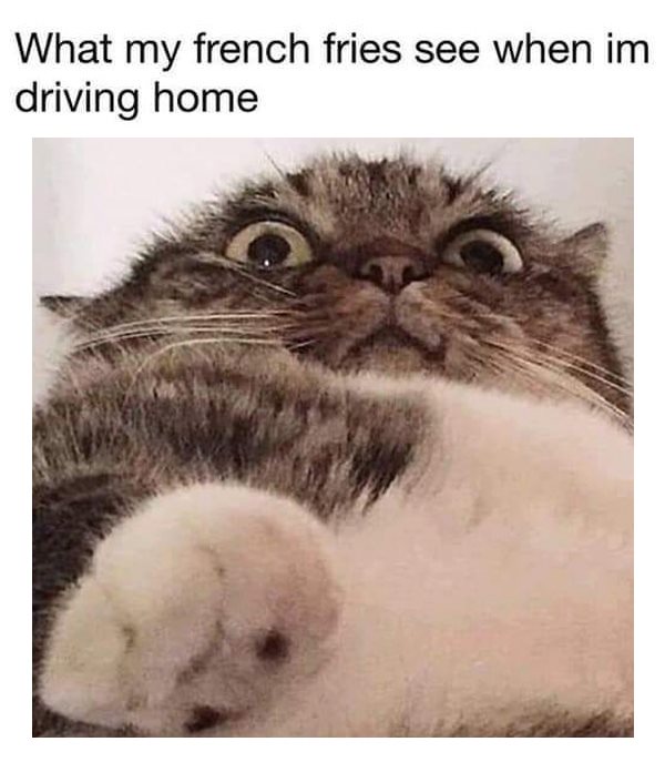 Cat - What my french fries see when im driving home