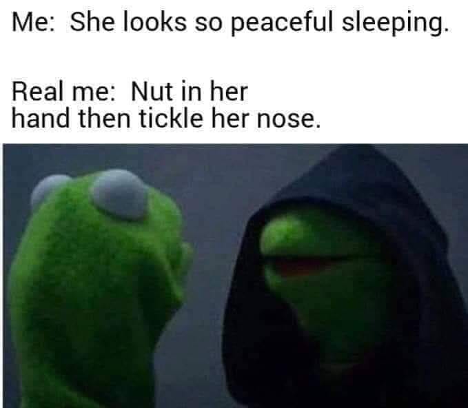 funny kermit memes clean - Me She looks so peaceful sleeping. Real me Nut in her hand then tickle her nose.