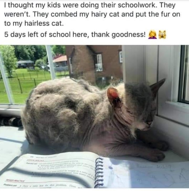 Lolcat - I thought my kids were doing their schoolwork. They weren't. They combed my hairy cat and put the fur on to my hairless cat. 5 days left of school here, thank goodness!