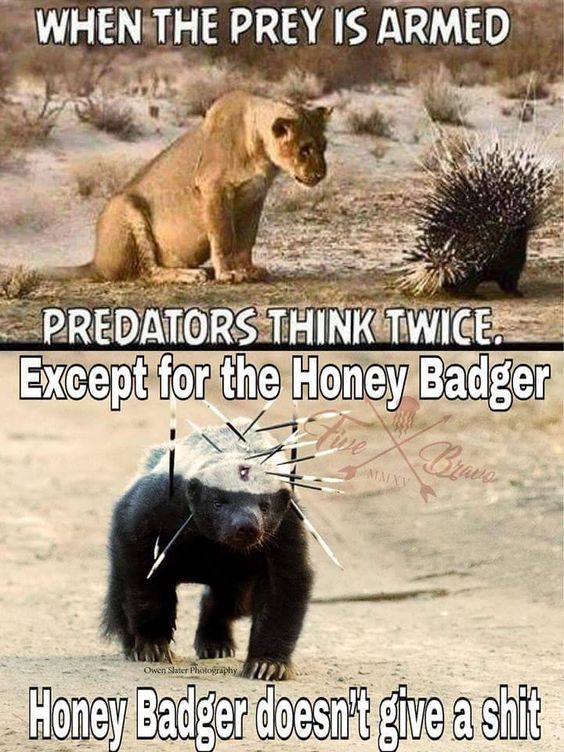 meme of bad do you want - When The Prey Is Armed Predators Think Twice. Except for the Honey Badger Owen Slater Photography Honey Badger doesnk give a shit